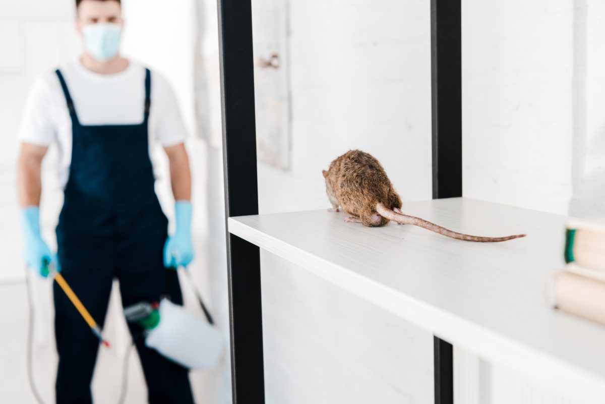 fighting against rodent