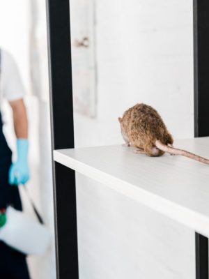 fighting against rodent